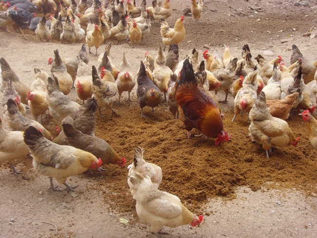 黑水虻虻浆酵素蛋白在蛋禽养殖中的实际应用和效果分析