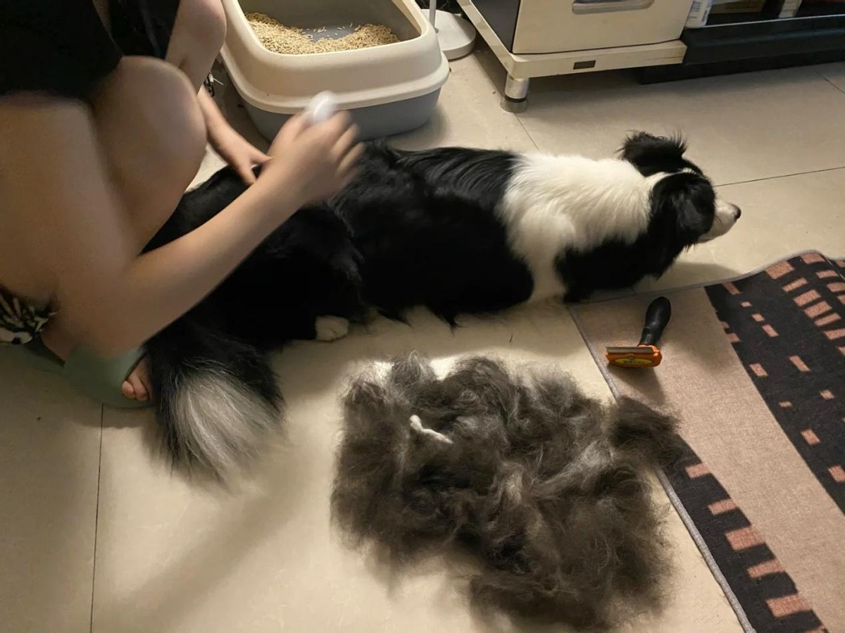 秃头边牧照片,黑眼圈秃头边牧