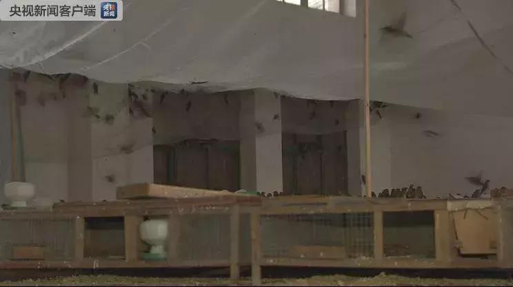 从禾花雀到云雀，又一种鸟快被中国人吃绝种了！