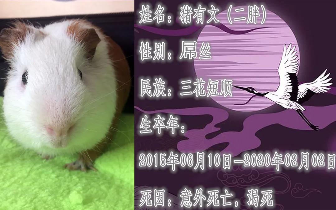 养的小荷兰猪为啥会死,豚鼠荷兰猪一般能活多久