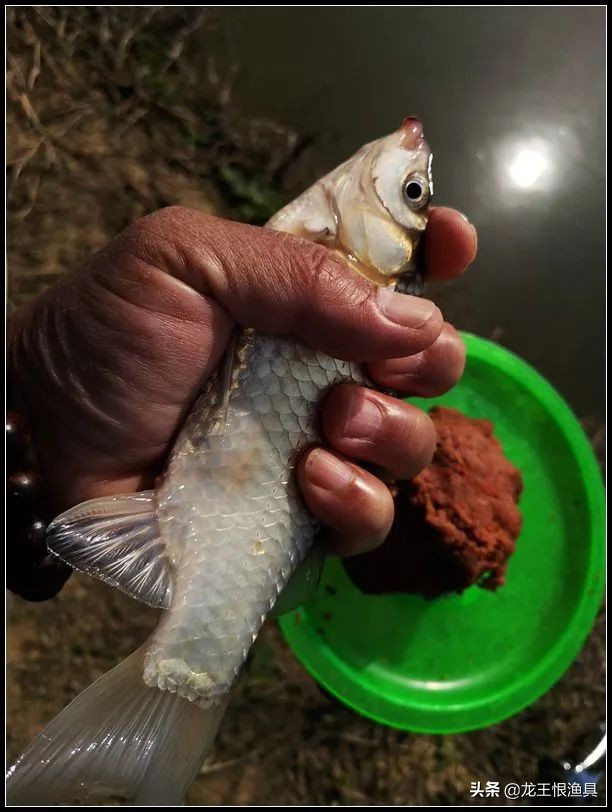 奶香鲫好用还是腥香鲫好用,夏天蓝鲫用腥香还是用奶香