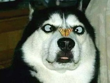 每天十条冷知识第61讲，狗不能吃海带？