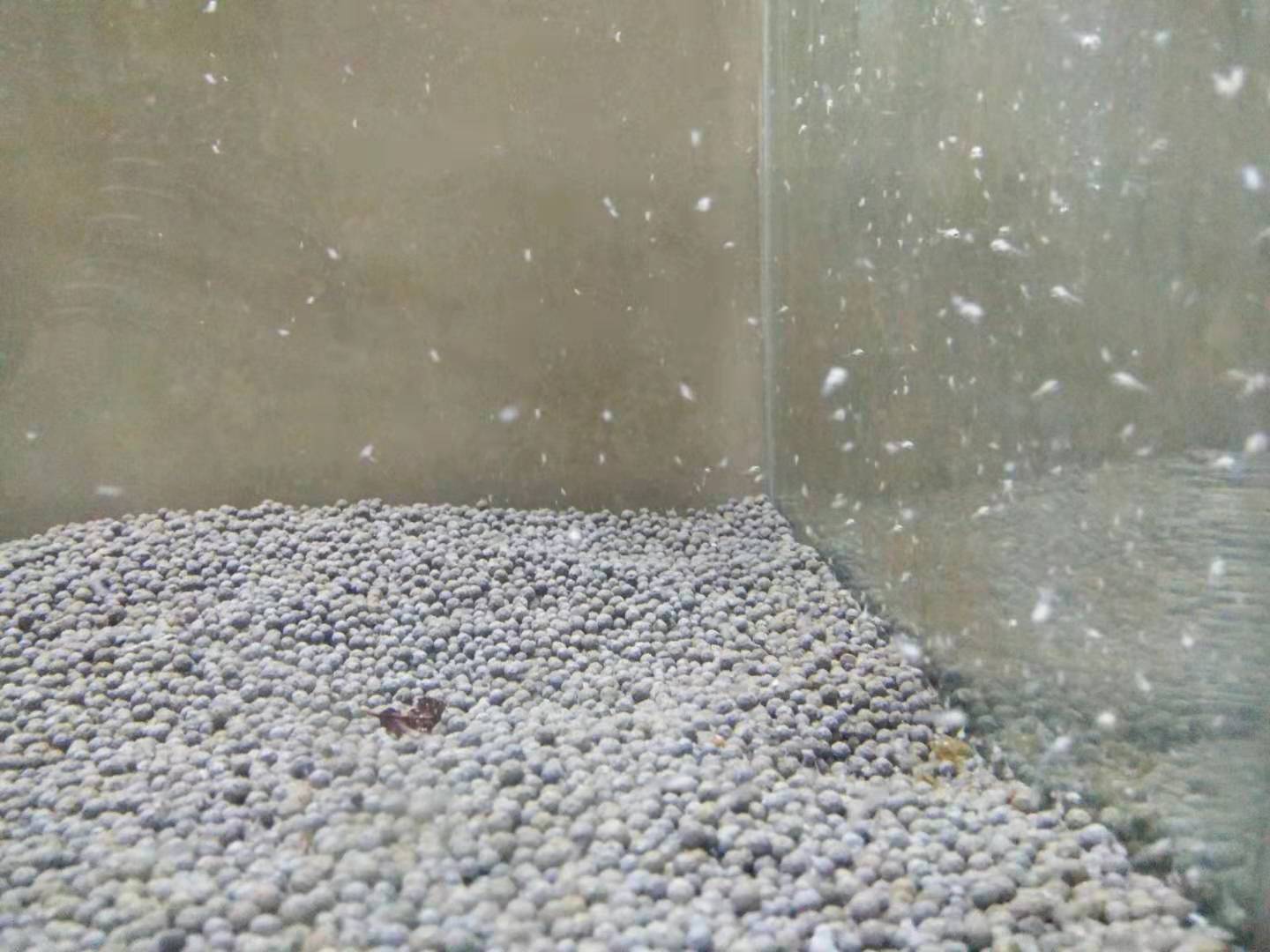 如何养好迷你鹦鹉鱼苗,怎么可以养好迷你鹦鹉鱼鱼苗