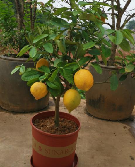 柠檬盆栽结果后怎么养护,柠檬盆栽结果了怎么养护呢