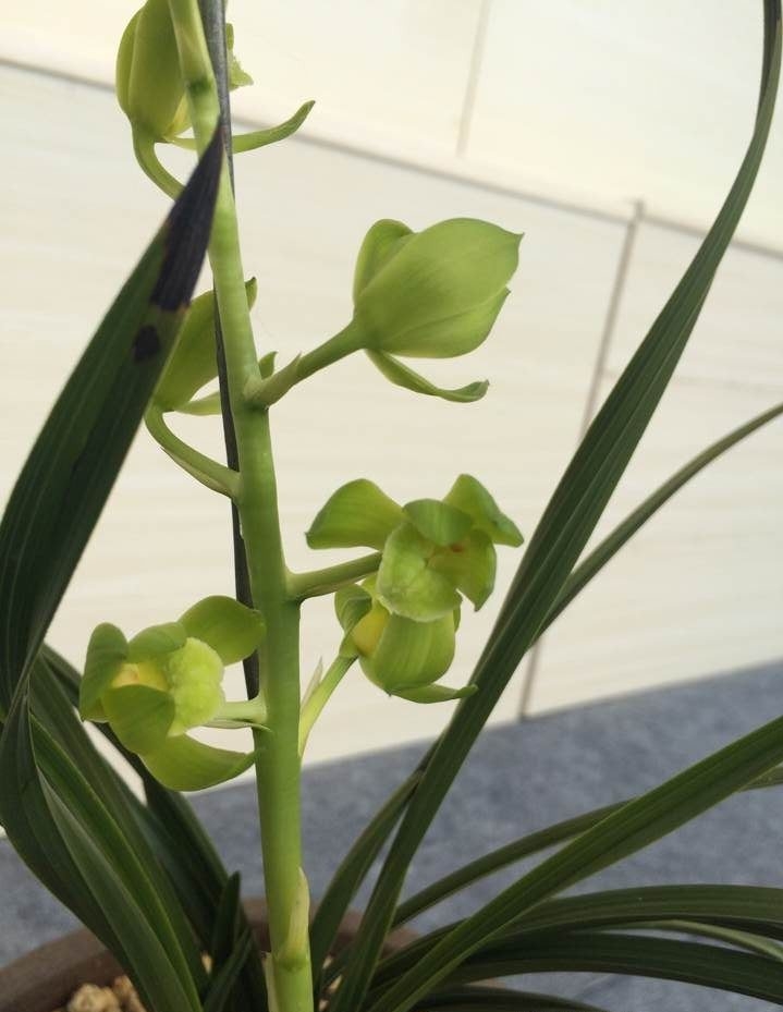 河南洛阳的一颗蕙兰，下山后成为传世名品