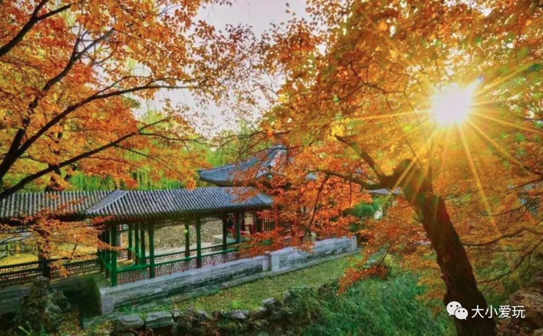北京红螺寺银杏最佳观赏时间,北京赏银杏景区有哪些