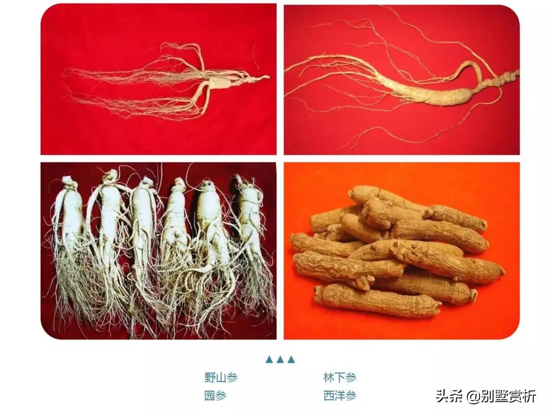 人参几元一根是真的吗,人参几元一支图片