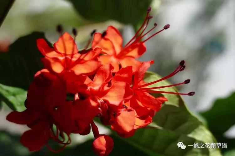 美丽赪桐（Clerodendrumspeciosissimum）