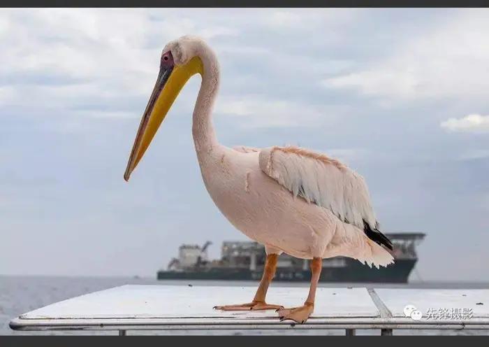 西山经解读,西山经图谱大全