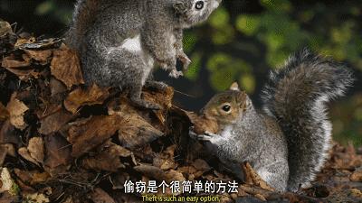 bbc纪录片揭露残忍人类对待动物,bbc动物纪录片造假事件