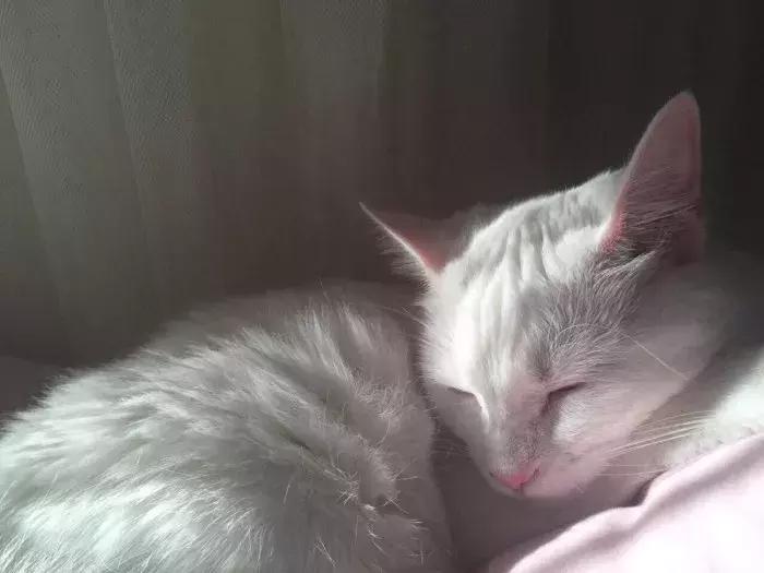 猫咪怀孕怎么才知道,猫咪怀孕怎么办呀