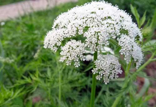 中药蛇床子外用怎么熬,蛇床子加什么祛风止痒
