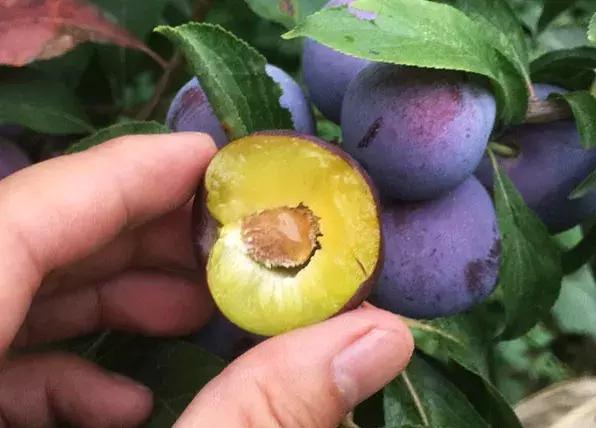 汶川最美紫宝石,汶川最美的紫宝石