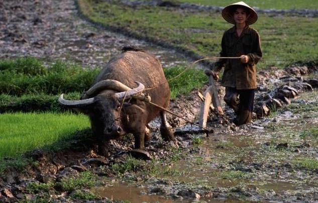 农业开始机械化发展,机械化农业未来发展趋势