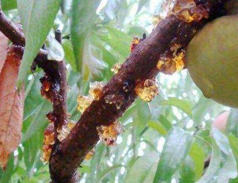 桃树流胶特效药,生石灰能治桃树流胶