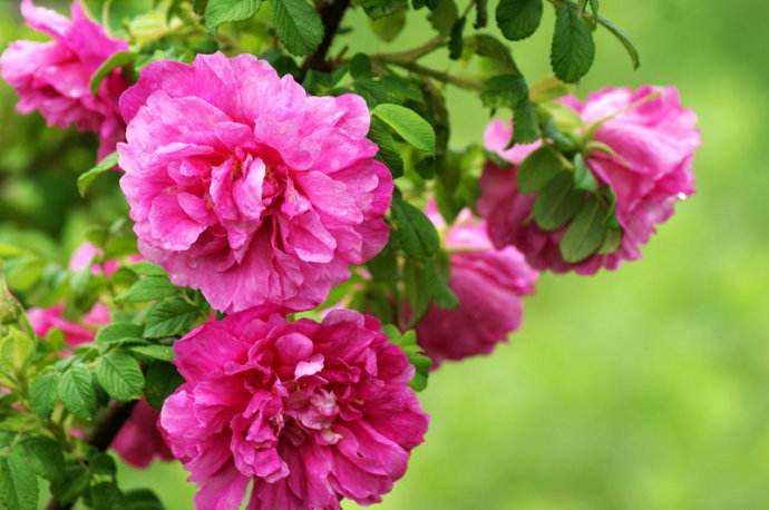 平阴玫瑰甲天下简介,平阴玫瑰和玫瑰花的区别