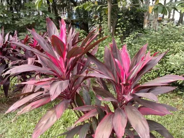 一根枝条就能活的绿植,一根枝条插上就能活的花