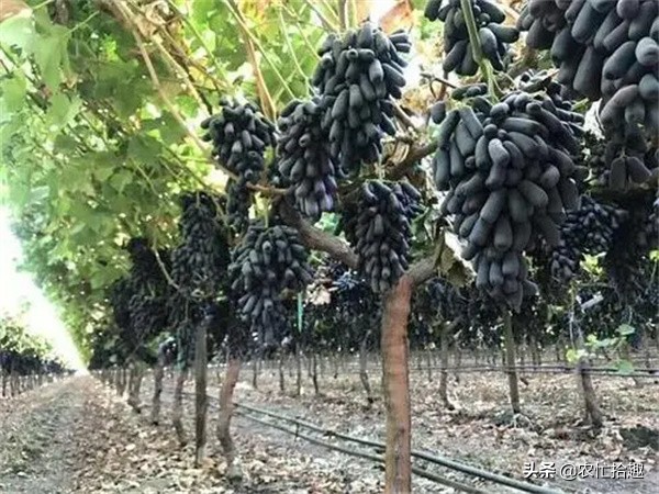 又到一年的稻子成熟季,又到一年果子成熟期