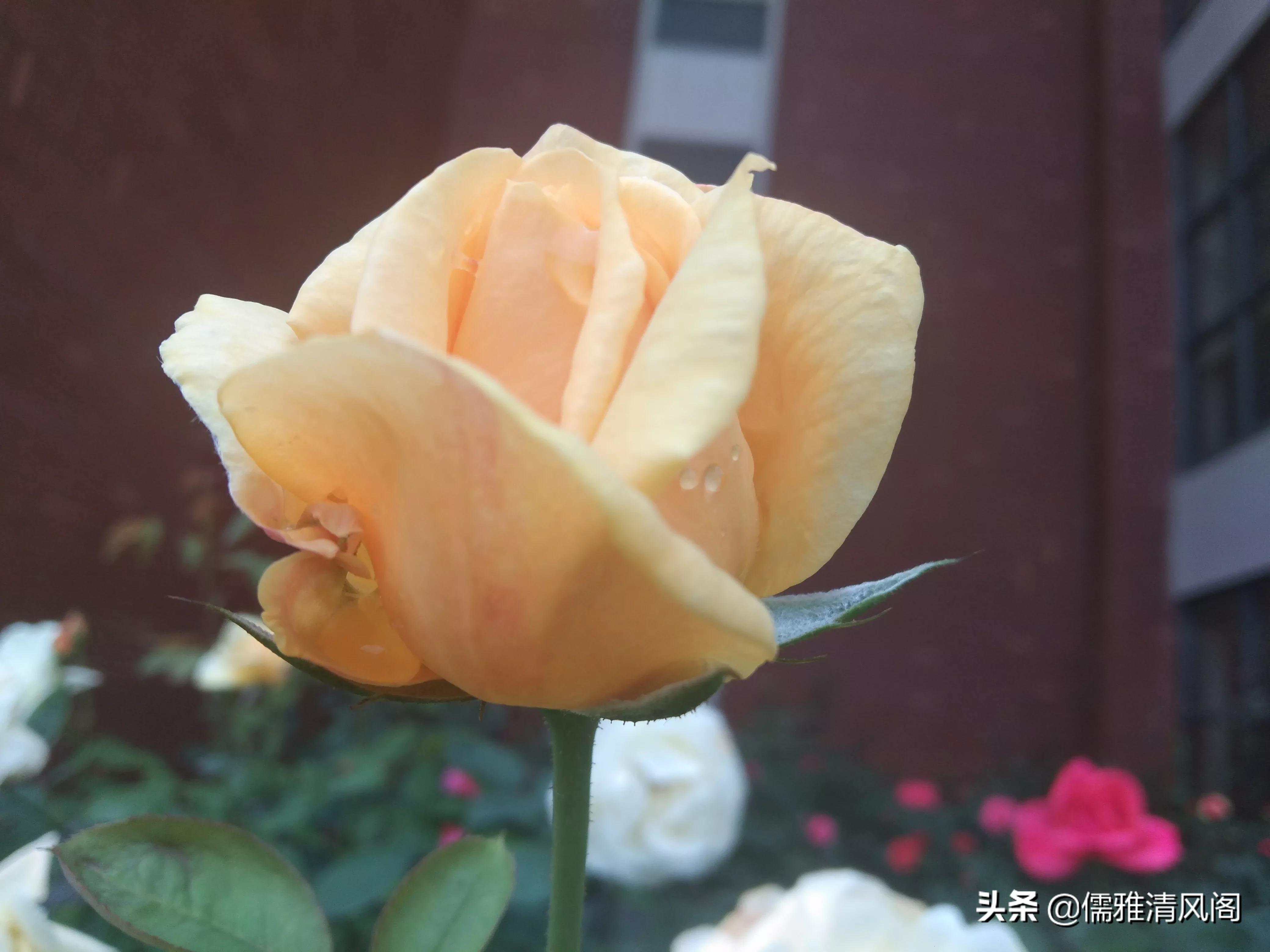 微小说讽刺哲理,微小说的优点