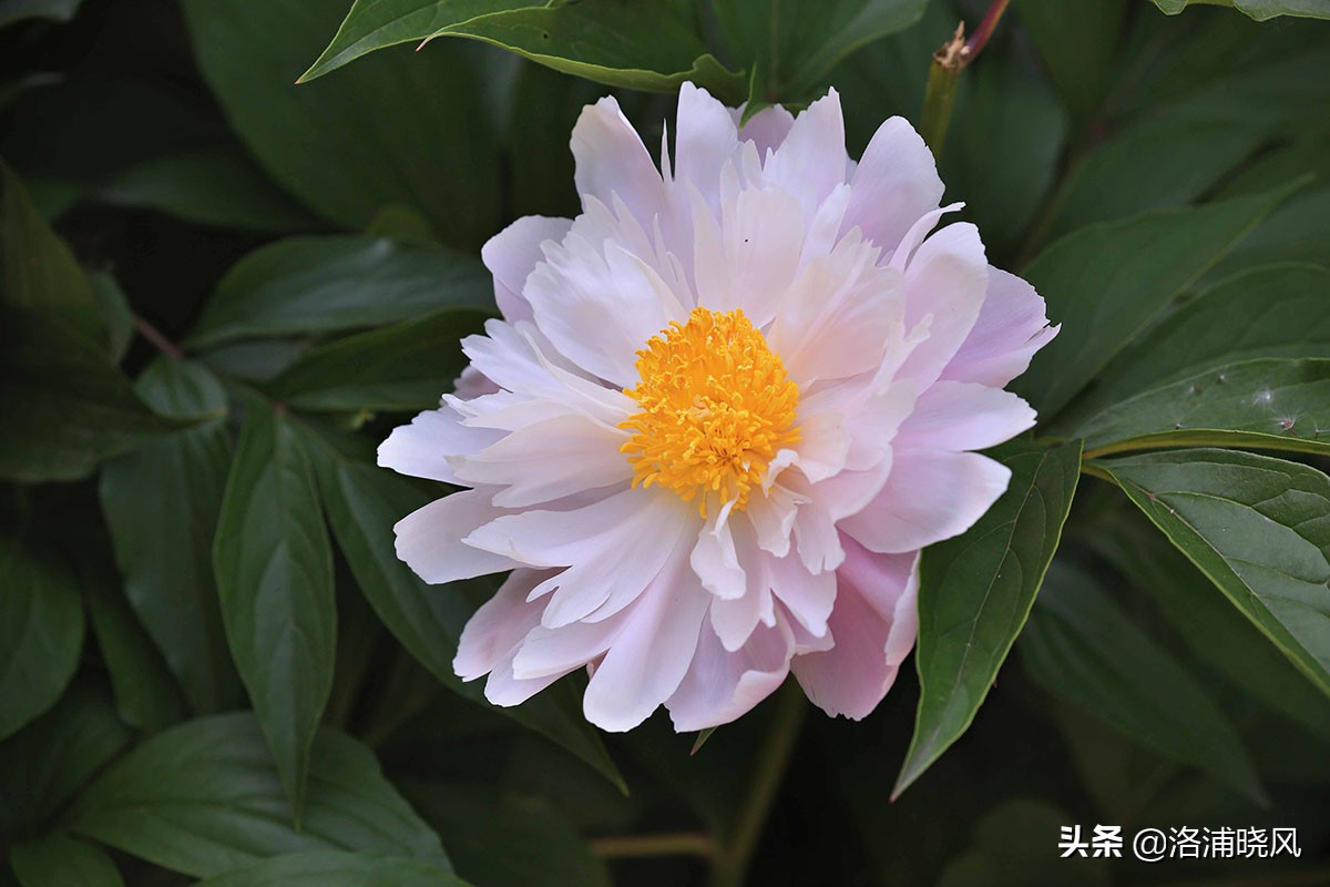 大院绿化的回忆——顺便看看院里的芍药定个究竟有多少种？