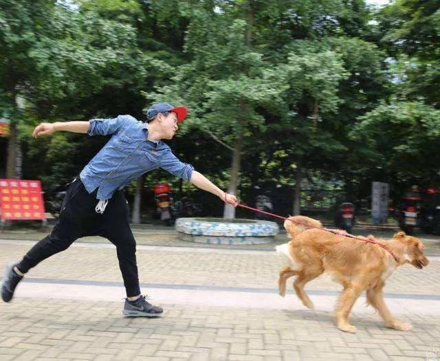 遛狗拉不住怎么办？遛狗时如何避免狗遛人和撒手没？