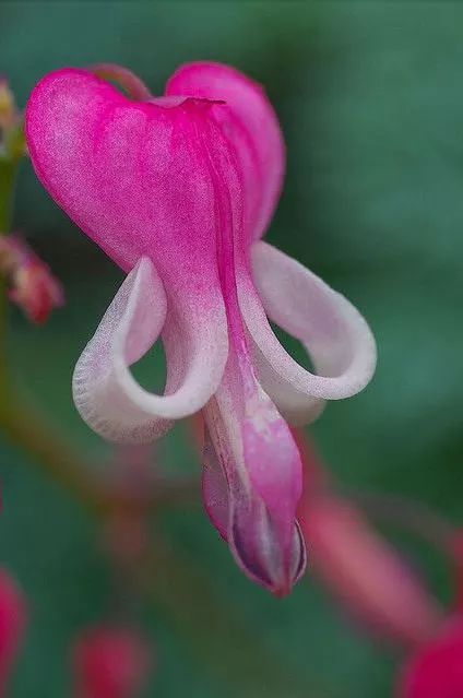 藏头藏尾诗100首,藏头藏尾的诗