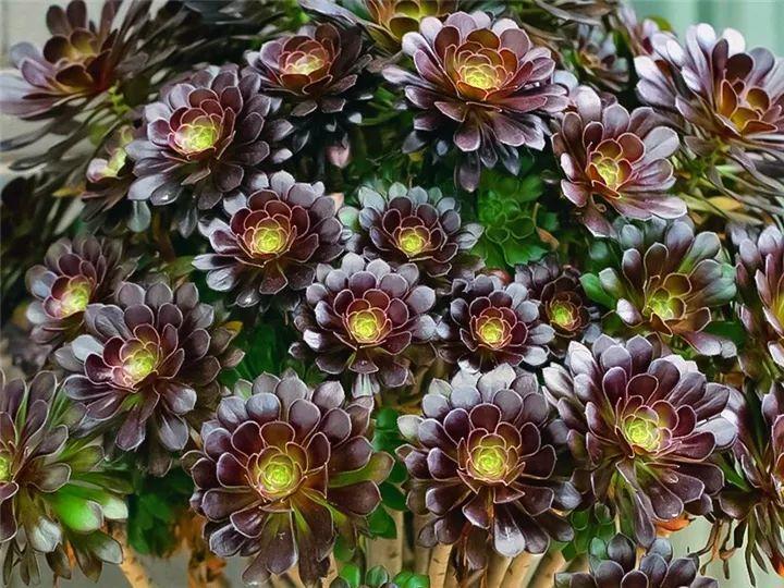 100种常见多肉的养法图片大全,60种好度夏的多肉植物