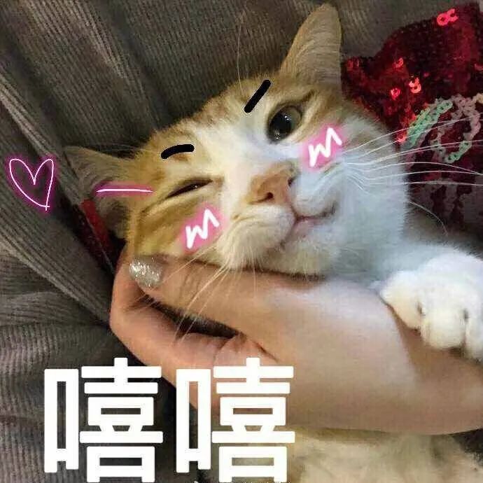 哪些养猫行为让猫痛苦,哪些养猫行为其实让猫承受痛苦