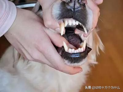 狗狗不吃药有什么妙招,狗狗不吃饭该吃什么药