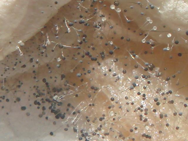 国际空间站“长毛”了，成为超强霉菌的家园，为何难以清除？