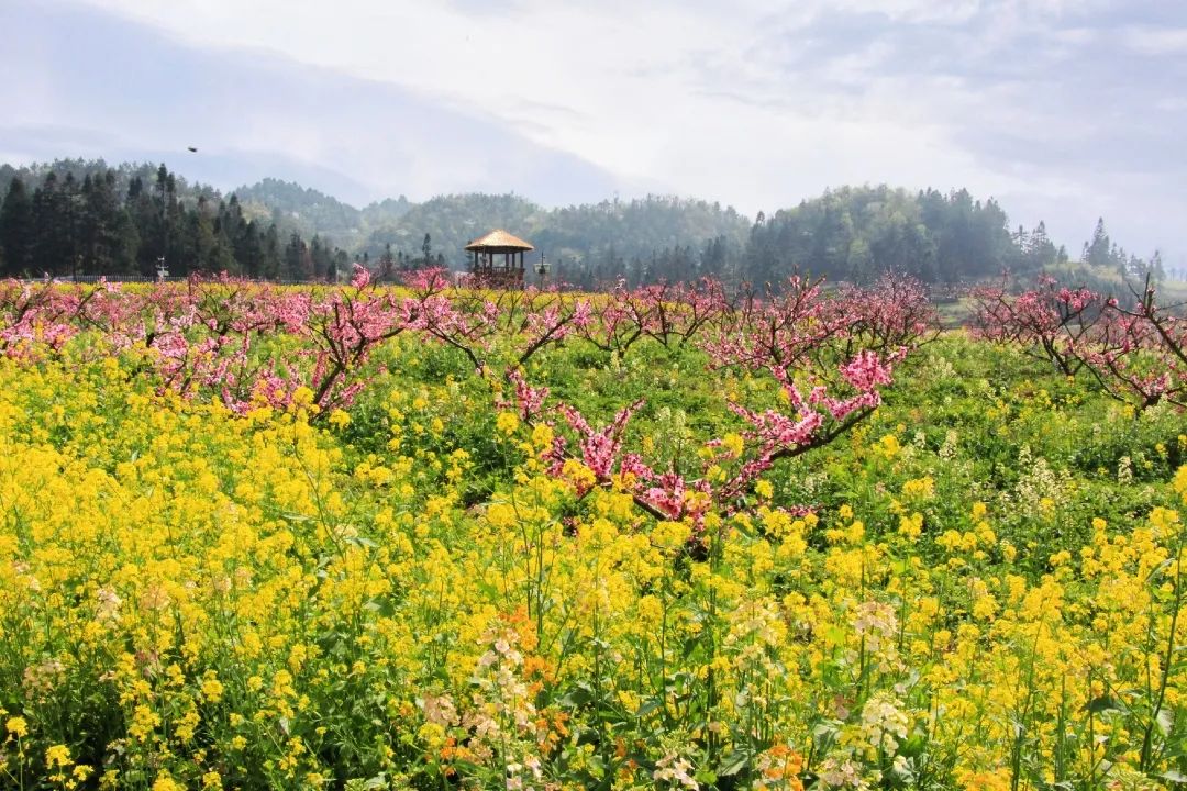 赏春图鉴丨赏花海、品清茶、尝美食...乌当百宜镇这条宝藏春游线路,就等你来打卡啦!