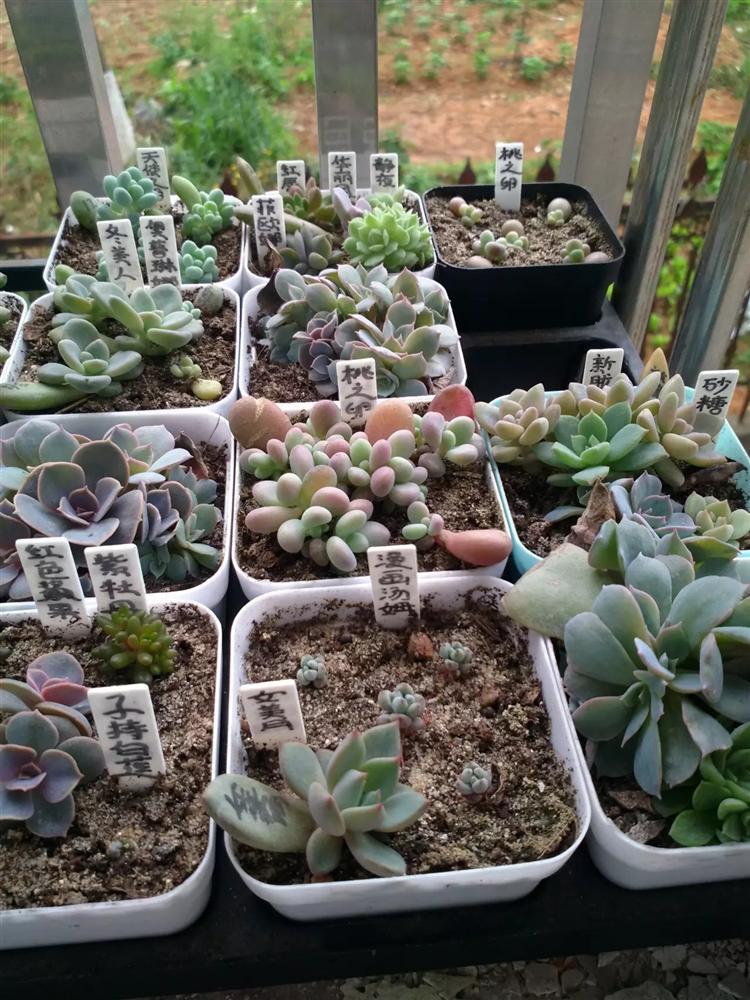 多肉叶插有须无芽,多肉叶插苗长成豆芽菜怎么办