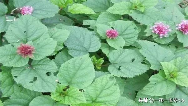 农村什么草治痔疮良药,治疗痔疮草叫什么草