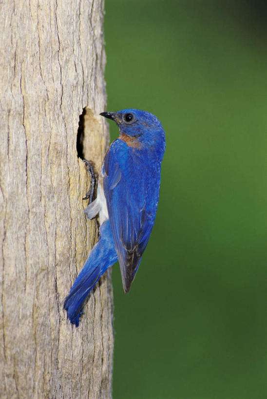 上帝和知更鸟,知更鸟为什么叫上帝之鸟