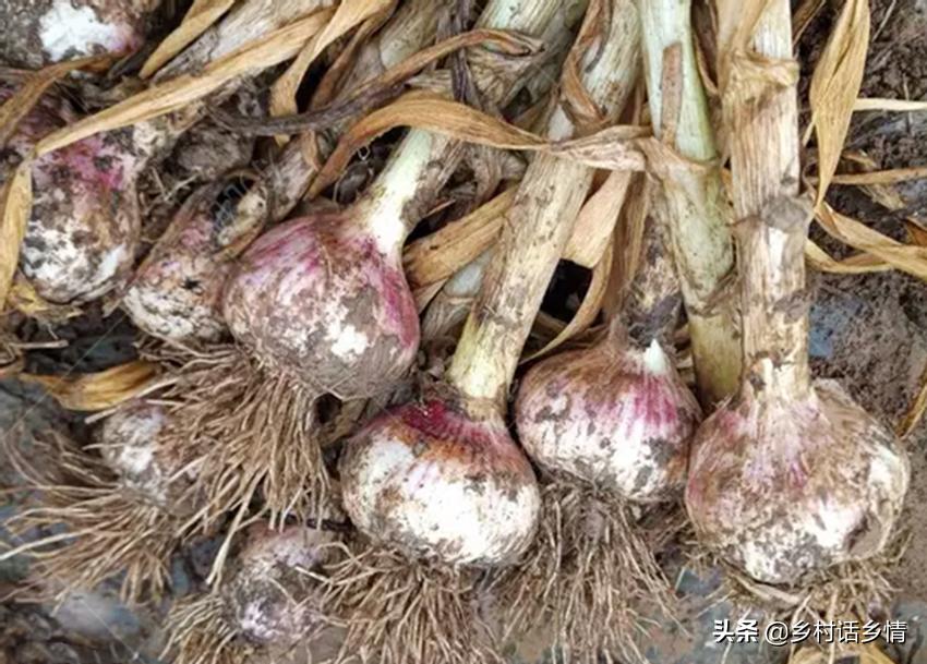 如何种出大个大蒜,怎样种大蒜蒜头才能长大