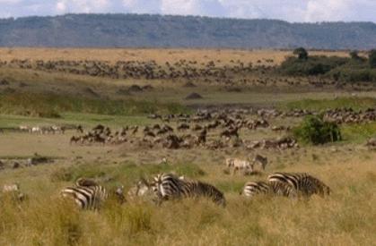 喜羊羊与灰太狼原始世界纪录片,喜羊羊与灰太狼每部片讲述的道理