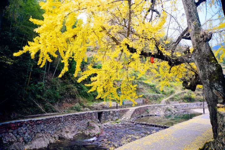 温州银杏哪里最美,温州秋冬的银杏树确实美