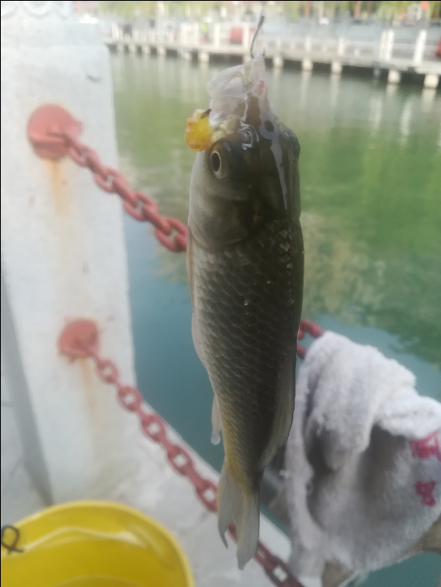 摇三摇避小杂鱼原理,摇三摇避杂鱼水下视频