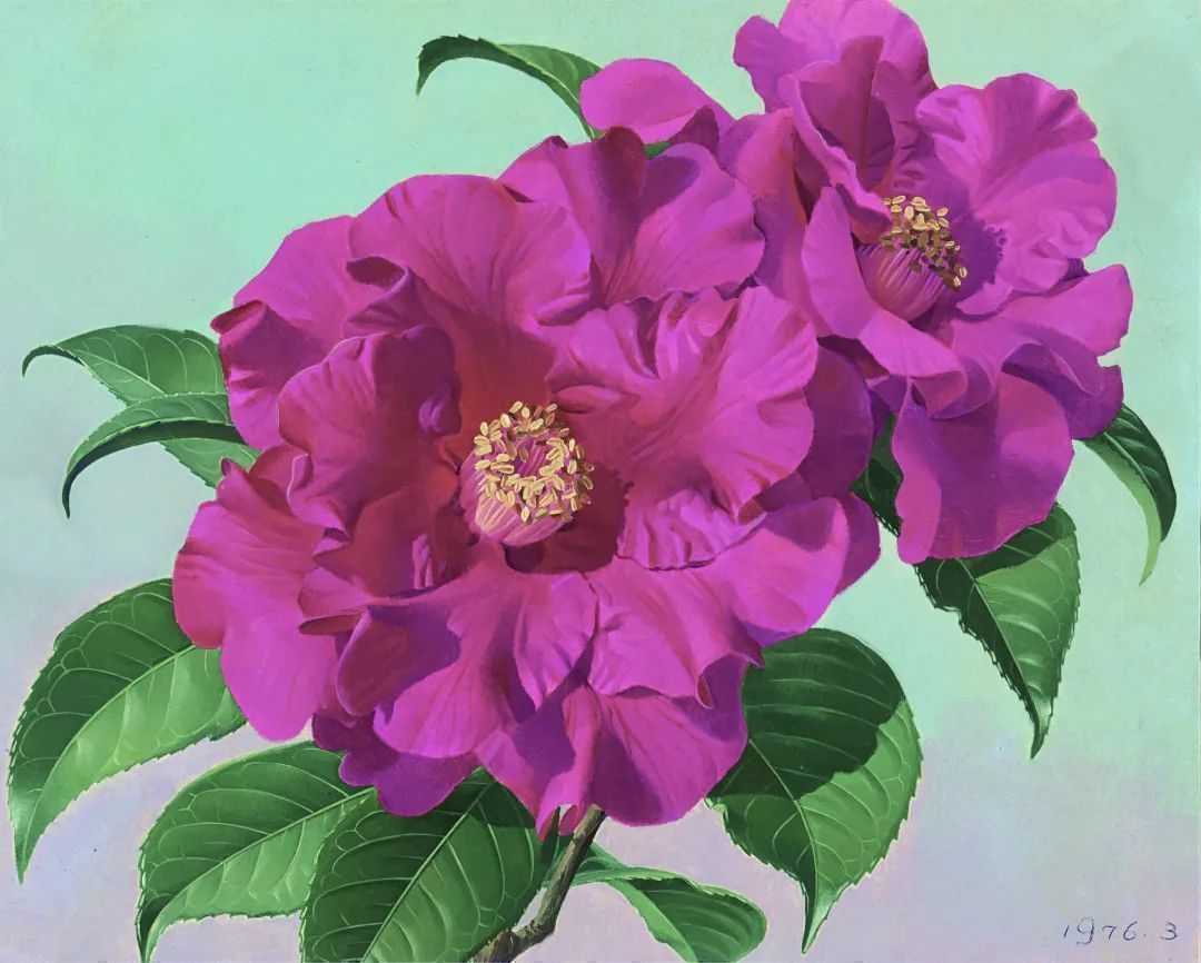 濒危稀有植物绘画,八大濒危珍稀植物