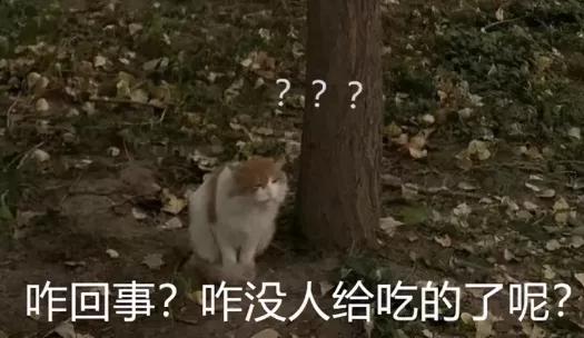 在宿舍养猫很后悔,为什么不能在宿舍养猫