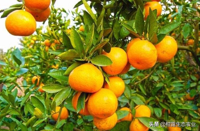 柑橘春梢弯曲怎么回事,柑橘树出现叶子卷曲