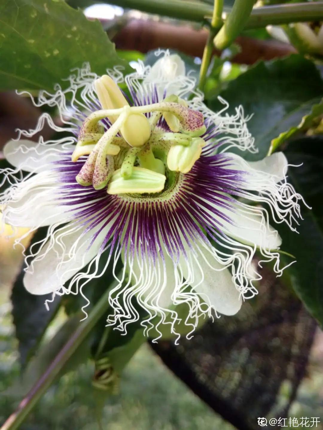 一根枝插土里就能成活的果树,大树枝直接插土里能活吗