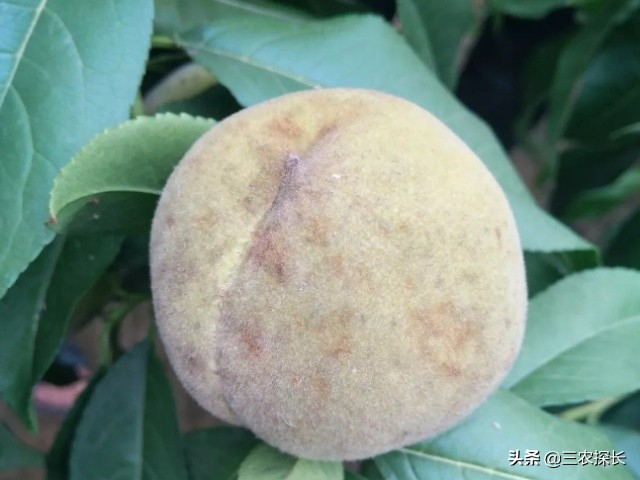 毛桃引起的过敏怎么处理,毛桃变黑是坏了吗