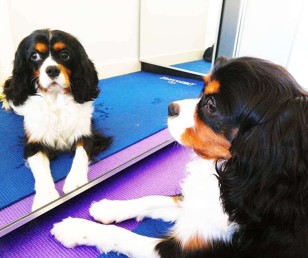 听说所有的狗会跟主人越长越像,狗长得越来越像主人