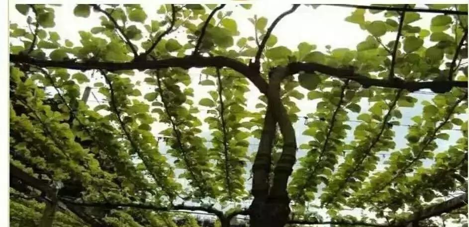 丰产树形与简易修剪法,一杆两蔓树形