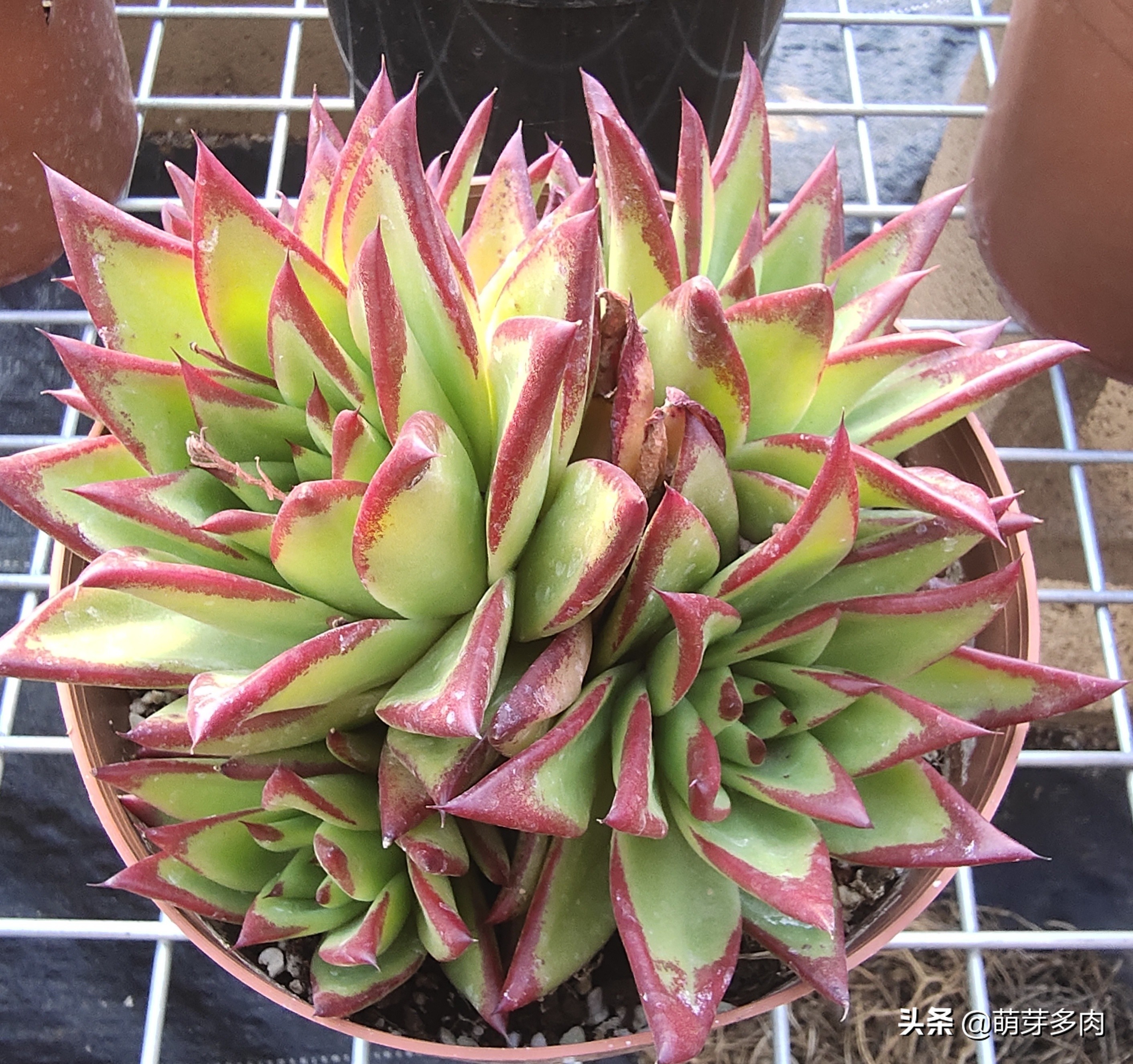 多肉口红怎么养才长得好,多肉口红怎么养出状态