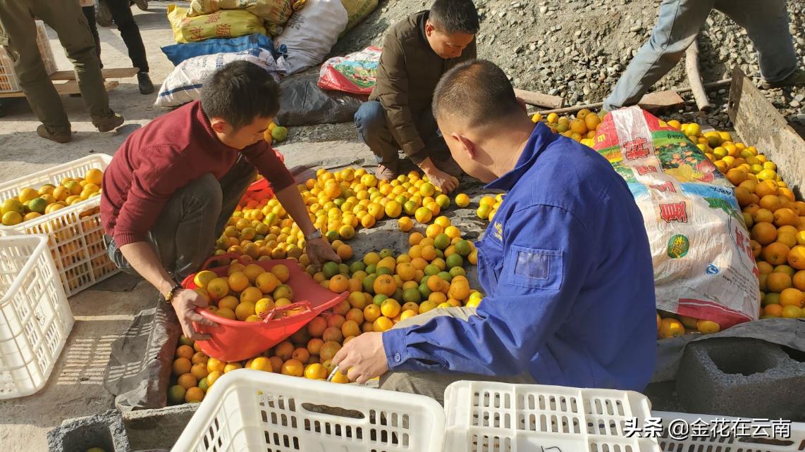 临近年关吃东西容易上火,就让这款小甜橙拯救一下