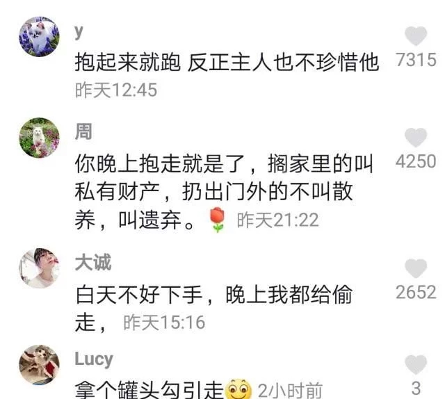 有只蓝猫一直叫,有只蓝猫叫淘气