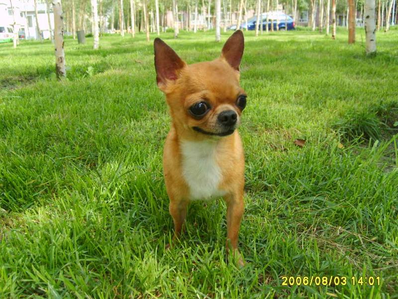 名犬排行榜杜宾,名犬排行榜捷克狼犬