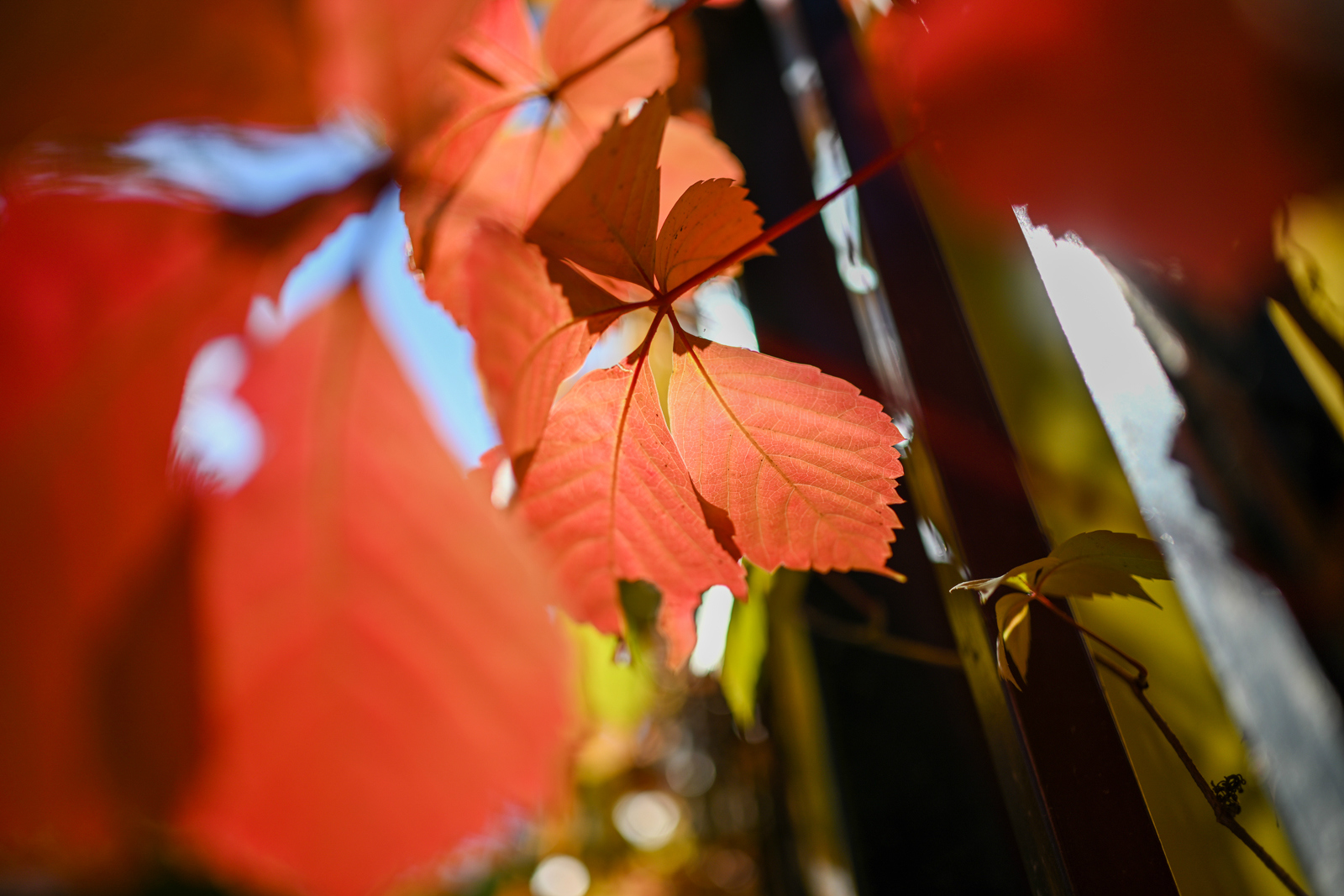 尼康z70-200怎么扫街,尼康z卡口扫街和风光镜头推荐